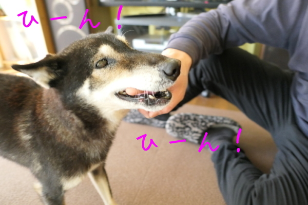 f0369014_12323576.jpg