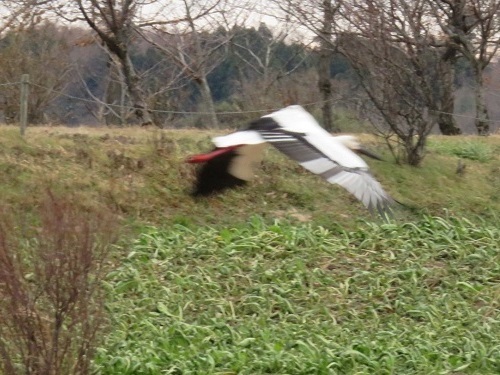 c0084117_20451327.jpg