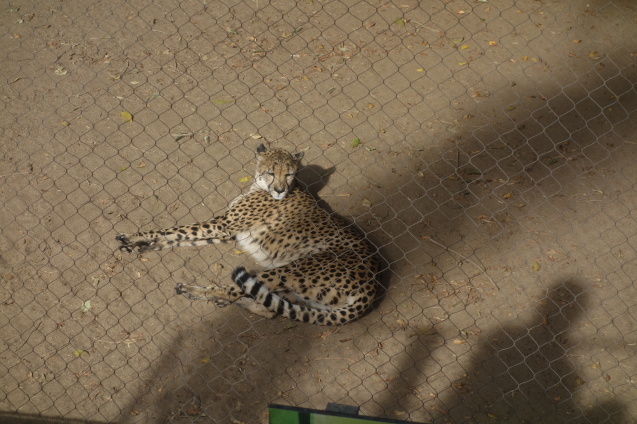 アリゾナ＆サンディエゴの旅#3　～サンディエゴ動物園～_d0370737_09133949.jpeg