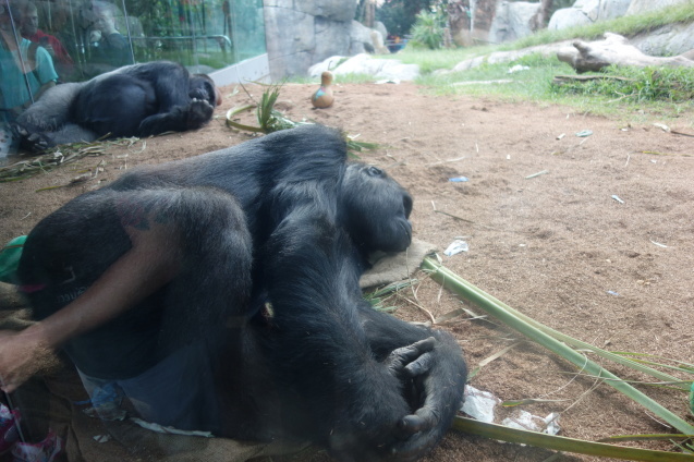 アリゾナ＆サンディエゴの旅#3　～サンディエゴ動物園～_d0370737_09211292.jpeg