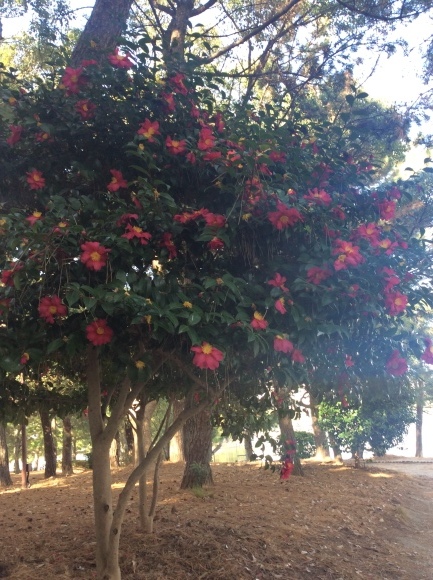 a0188838_23452137.jpeg