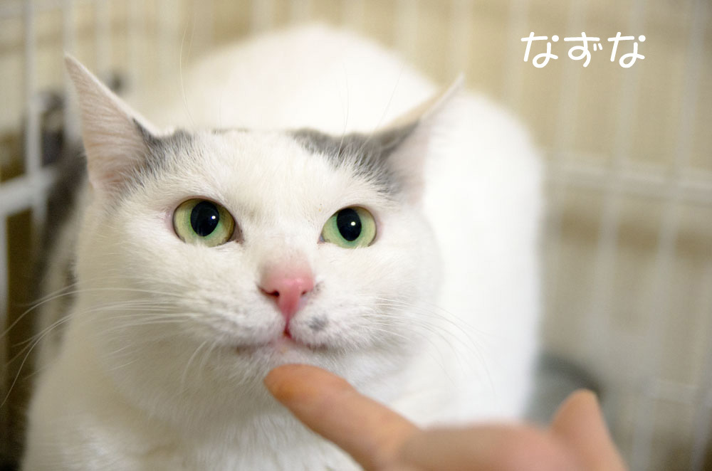 1月1日、猫の日。_f0152939_06470881.jpg