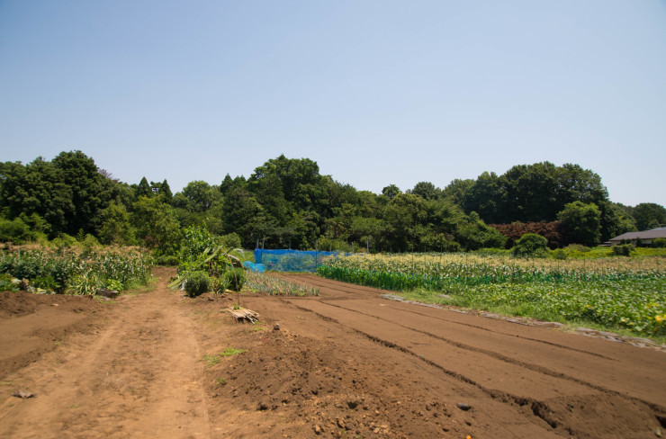 安田農園　-西東京市ー　　やすだ農園の野菜はおいしい_c0353154_15063079.jpg