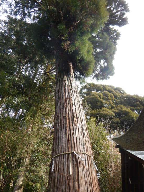 日牟禮八幡宮の初詣と八幡山登頂_d0231858_034722.jpg