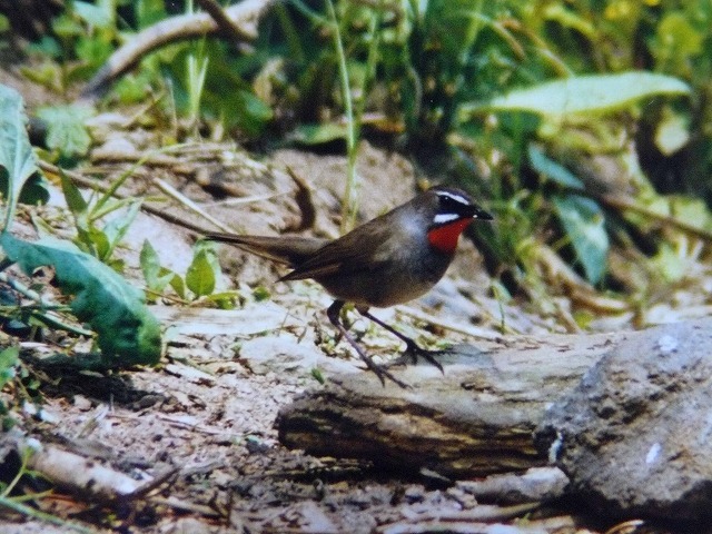 野鳥・・・「ノゴマ」　_d0019074_17115132.jpg