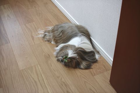 c0090198_17121785.jpg