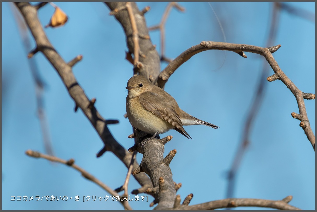 写真日記・2018年探鳥始動です・水元公園・2018.1.2-①_c0336400_21462924.jpg