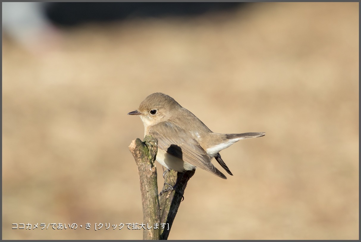 写真日記・2018年探鳥始動です・水元公園・2018.1.2-①_c0336400_21464722.jpg