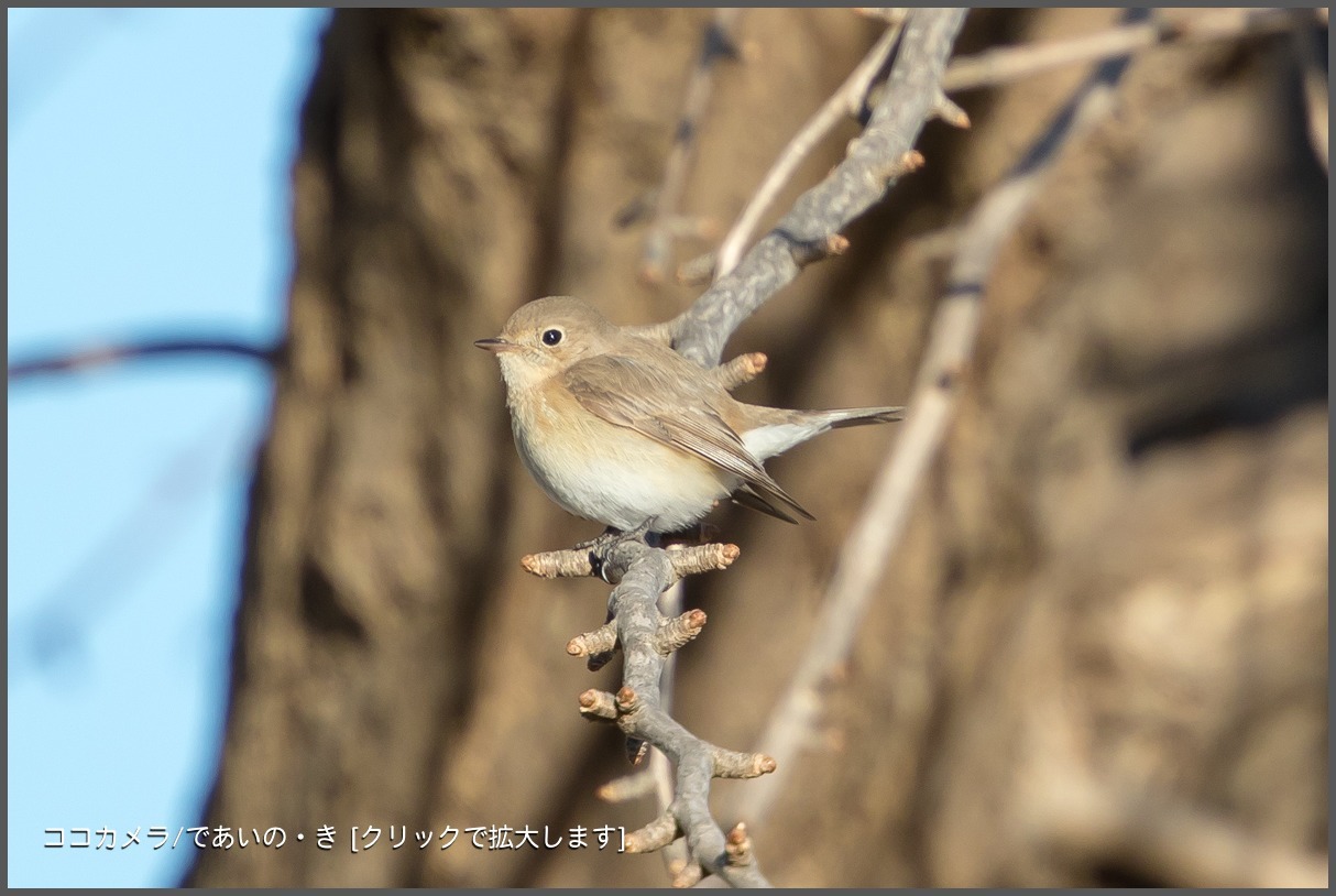 写真日記・2018年探鳥始動です・水元公園・2018.1.2-①_c0336400_21473848.jpg