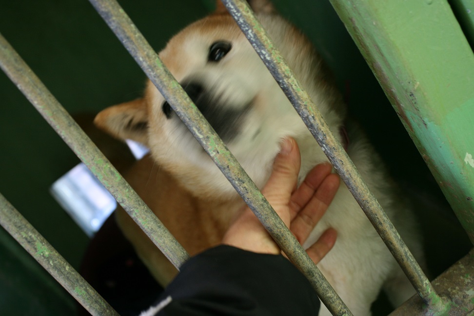 【犬・移動先募集】センター(支所)収容(1/22訪問)_f0242002_16294219.jpg