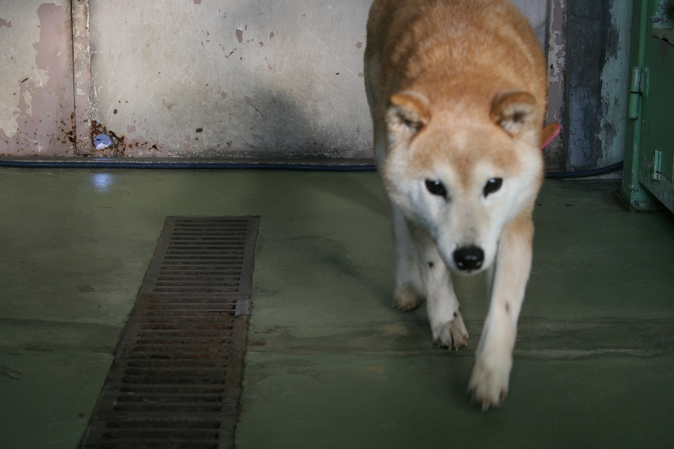 【犬・移動先募集】センター(支所)収容(1/22訪問)_f0242002_16295372.jpg
