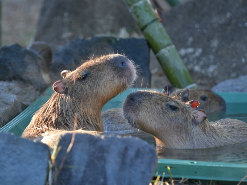 カピバラ、金沢動物園にやって来た_a0164204_14404038.jpg