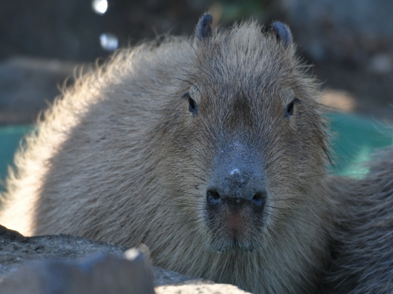 カピバラ、金沢動物園にやって来た_a0164204_14404048.jpg