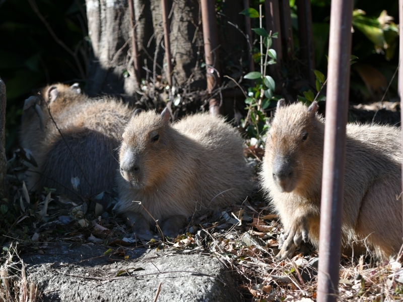 カピバラ、金沢動物園にやって来た_a0164204_14414731.jpg