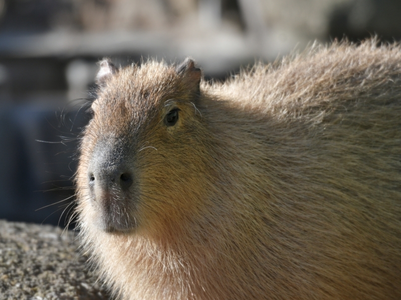 カピバラ、金沢動物園にやって来た_a0164204_14414783.jpg