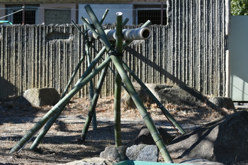 カピバラ、金沢動物園にやって来た_a0164204_14433027.jpg