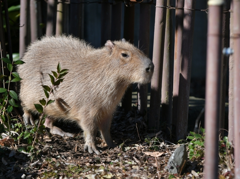 カピバラ、金沢動物園にやって来た_a0164204_14444941.jpg