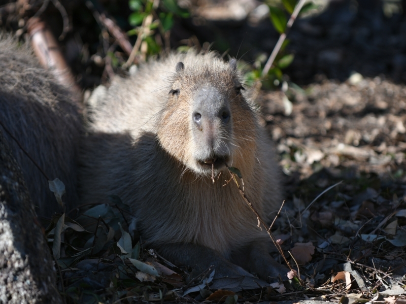 カピバラ、金沢動物園にやって来た_a0164204_14504453.jpg