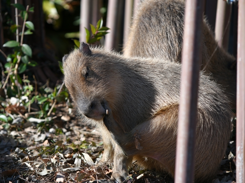 カピバラ、金沢動物園にやって来た_a0164204_14523360.jpg