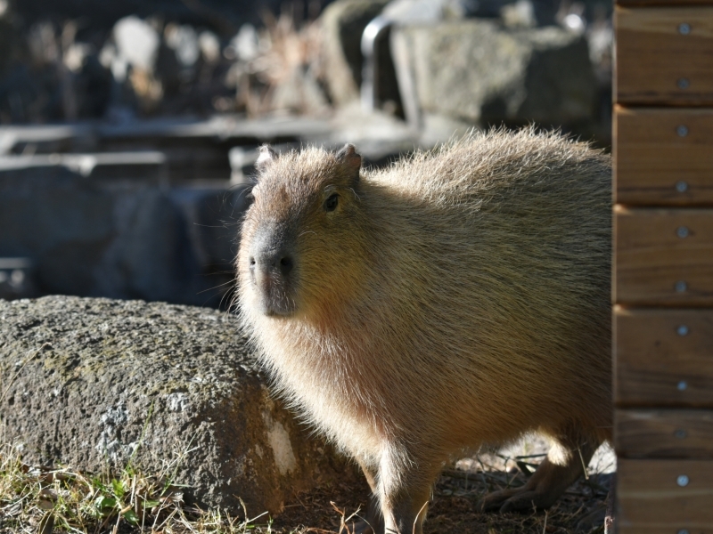 カピバラ、金沢動物園にやって来た_a0164204_14573378.jpg