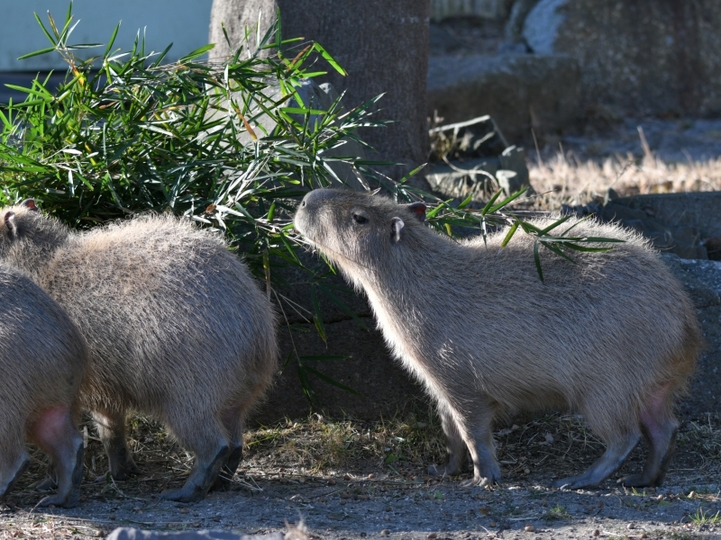 カピバラ、金沢動物園にやって来た_a0164204_15034099.jpg