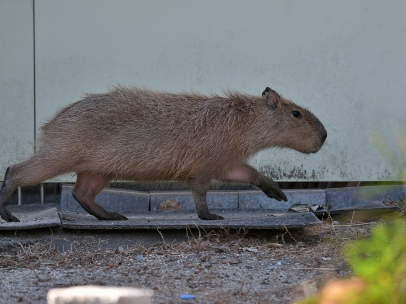 カピバラ、金沢動物園にやって来た_a0164204_15171259.jpg