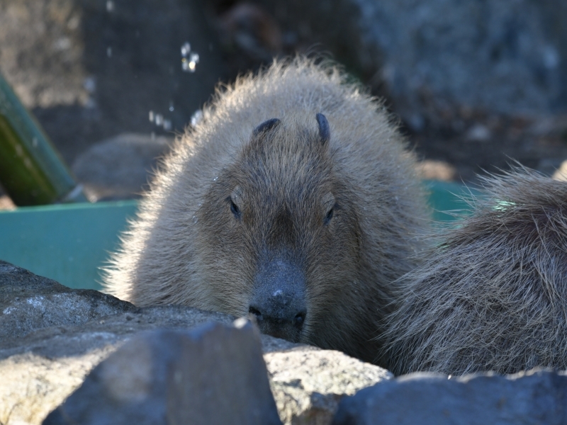 カピバラ、金沢動物園にやって来た_a0164204_15304280.jpg