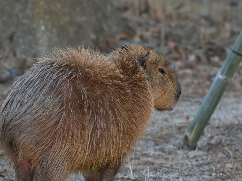 カピバラ、金沢動物園にやって来た_a0164204_15343188.jpg