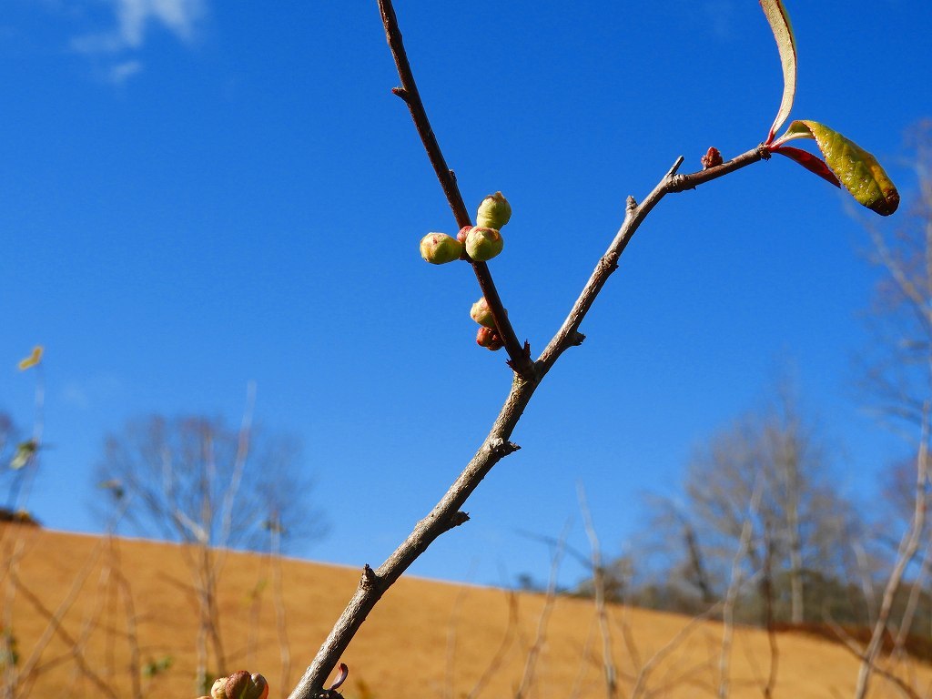 e0372207_20101677.jpg