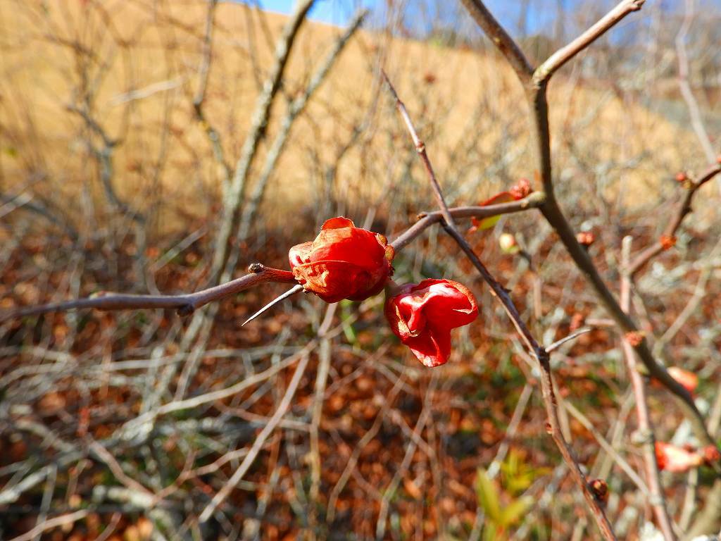 e0372207_20102754.jpg