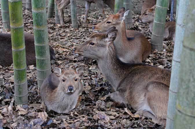 サユリワールドの動物たち_b0355317_21285778.jpg