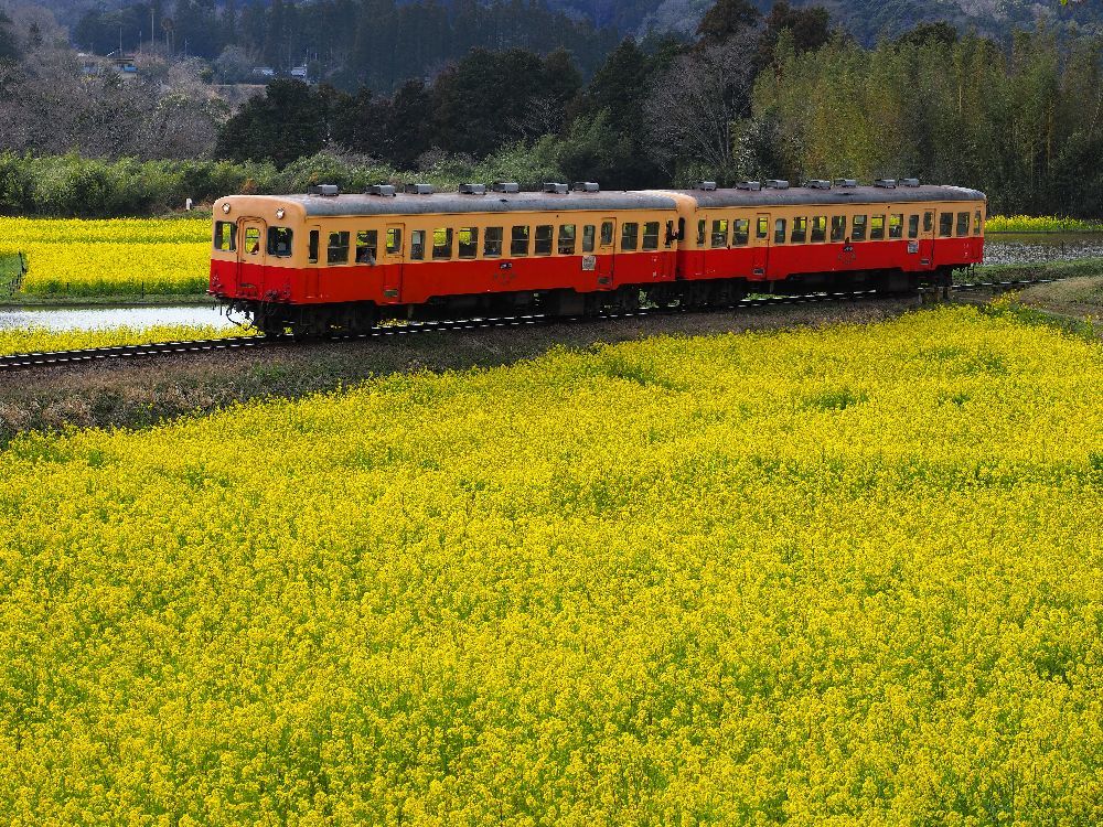 ＊ 小湊鉄道の夜桜を撮ろう_b0204819_15304462.jpg