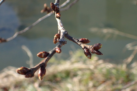 c0353632_15150400.jpg