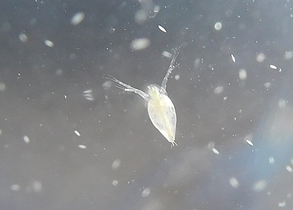 ミジンコ撮影を楽しむ だって おばちゃんだもん