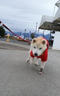 年末年始北関東の旅　道の駅よしおか温泉編_b0080342_15320811.jpg