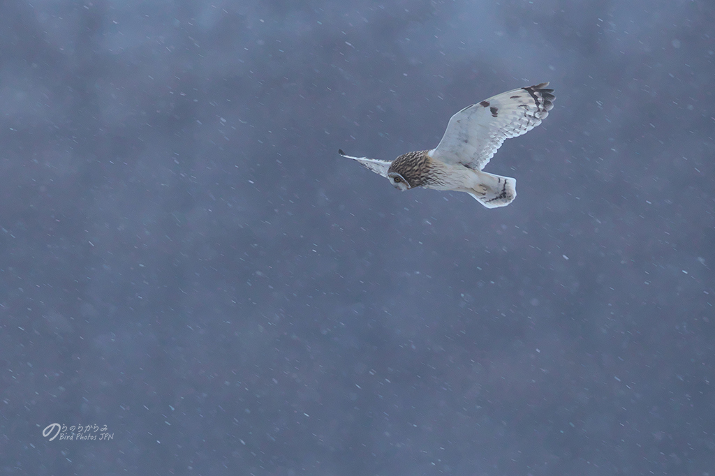 小雪舞うコミミズク:2018年_d0360547_21000909.jpg