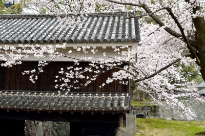 この場所で桜を見る日は？_a0016161_20501948.jpg