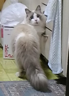 猫様_f0043161_03092783.jpg