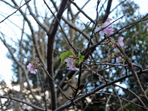 六国見山森林公園南口広場近くの河津桜早くも開花1・1_c0014967_1024591.jpg