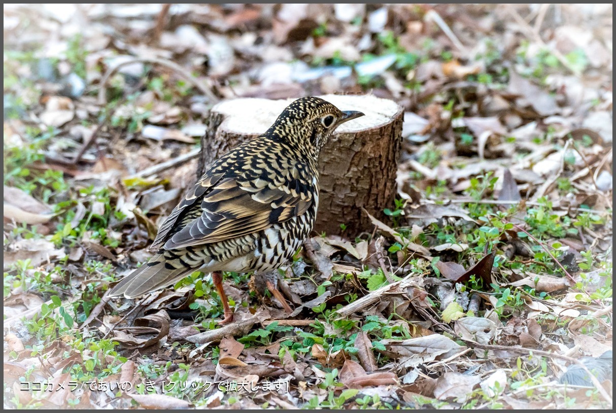 写真日記・2018年探鳥始動です・2018.1.2-③_c0336400_09562007.jpg