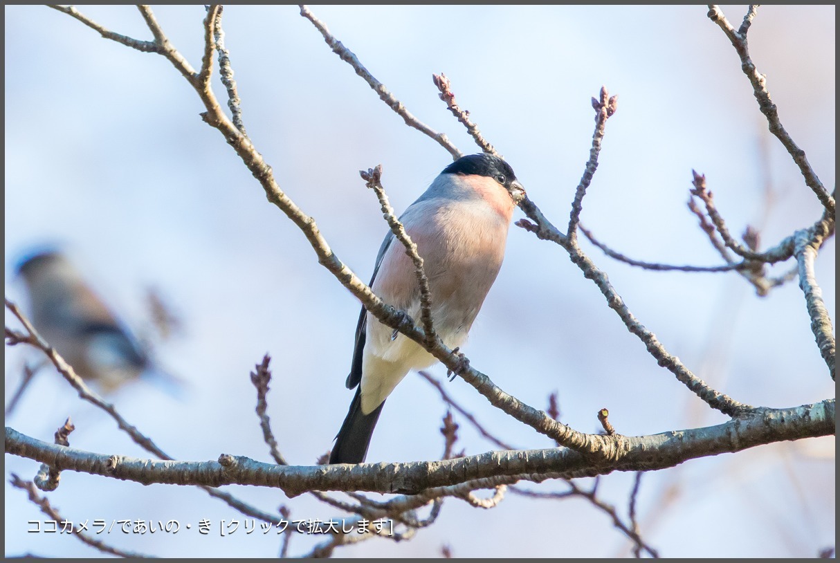 写真日記・2018年探鳥始動です・2018.1.2-③_c0336400_15121069.jpg