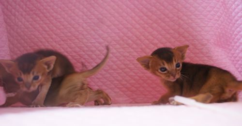 謹賀新年 アビシニアン子猫ちゃん 3週目_e0033609_20373658.jpg