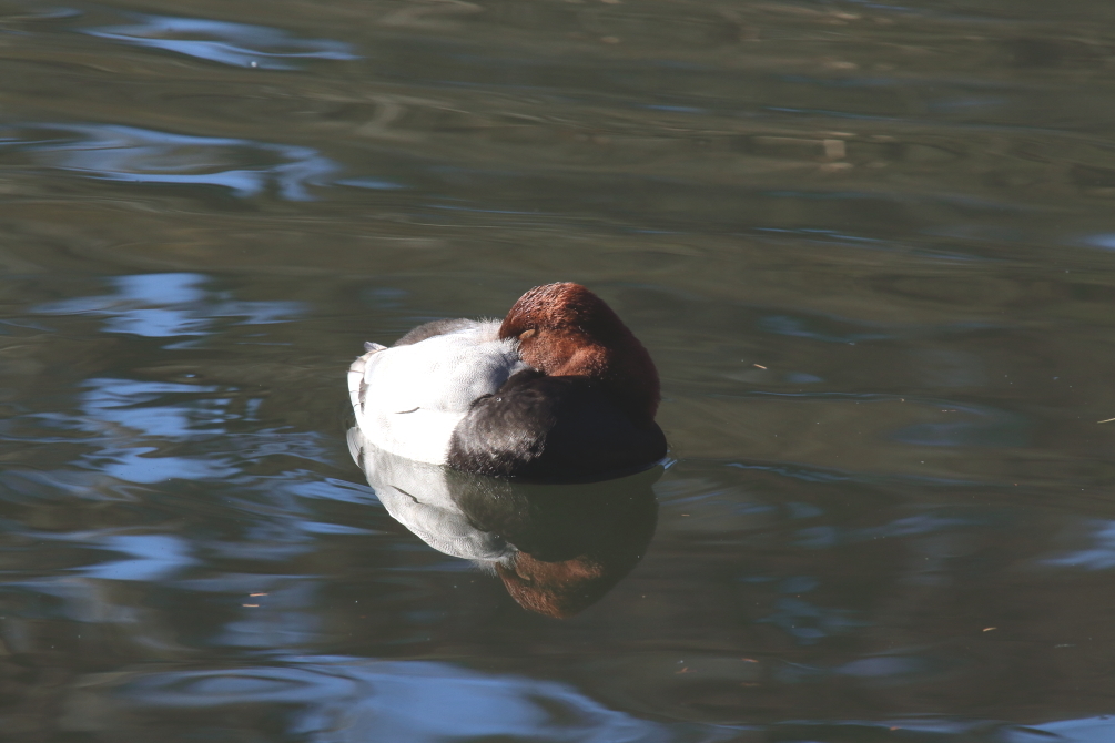 年末の公園にて_b0190710_22130647.jpg