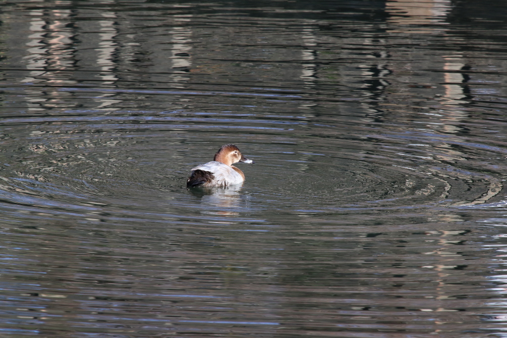 年末の公園にて_b0190710_22130720.jpg