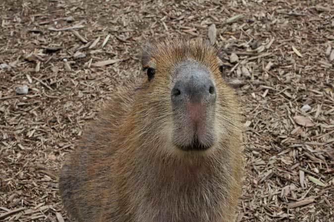 サユリワールド カピバラ圧 続々 動物園ありマス サユリワールド カピバラ圧 続々 動物園ありマス
