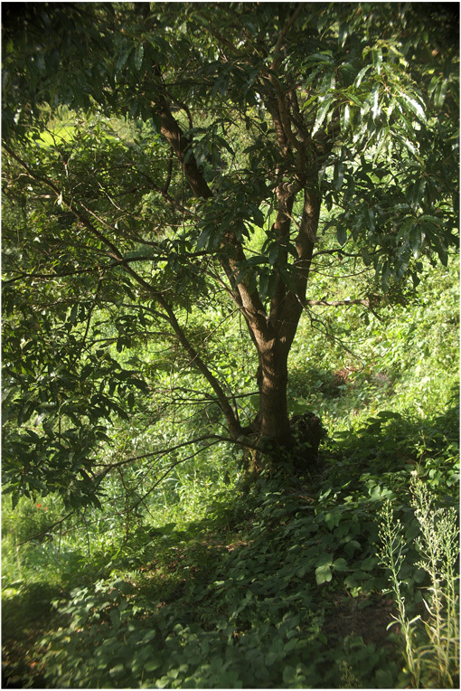 b0226423_17421570.jpg