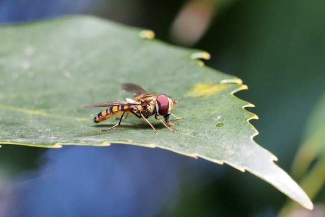 c0369423_21024437.jpg