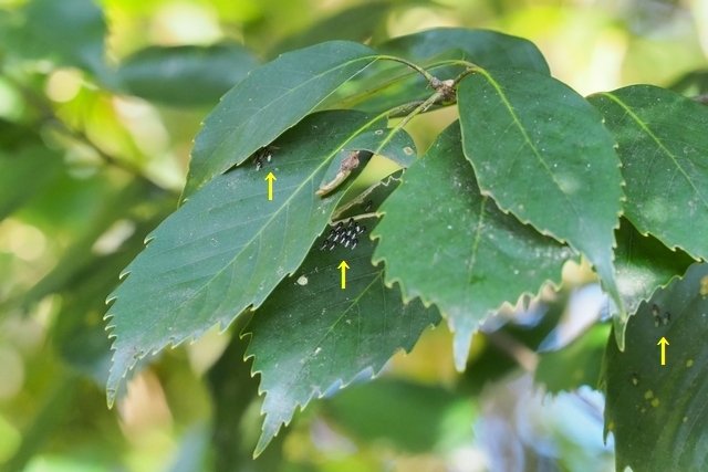 c0369423_21024498.jpg