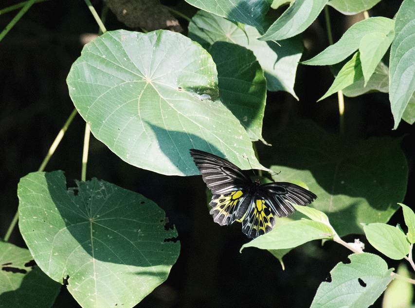 a0126632_20464055.gif