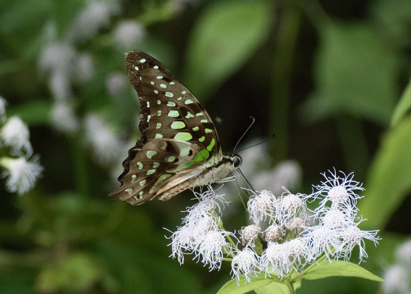 a0126632_20581781.gif